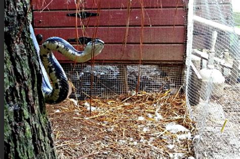 how to keep snakes out of my chicken coop